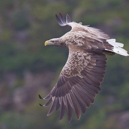 norway-sea-eagle-safari