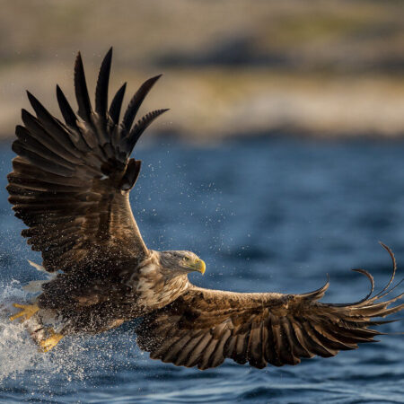241019-norwegian-white-tailed-sea-eagle-2